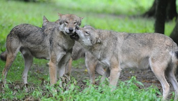 Exigeons une loi pour la protection de la nature et de sa biodiversité !