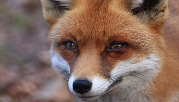 Pour la libération de Poupoune, la renarde séquestrée 24/24h dans un taudis !