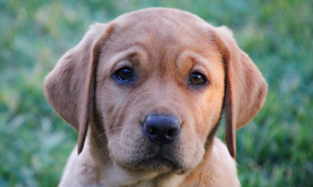 Sauver le chiot battu et enfermé dans un balcon de 3m²