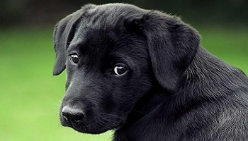 L'arrêt du massacre cruel des chiens, chats et animaux pour la fourrure.