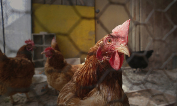 EXIGEONS LA FERMETURE DE L'ÉLEVAGE DE LA FERME DU PRÉ