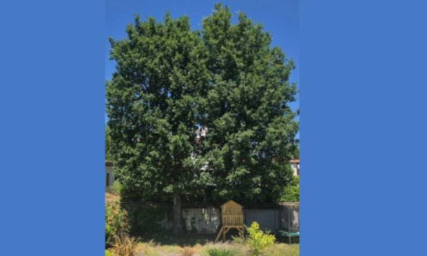 Protection de chênes trentenaires