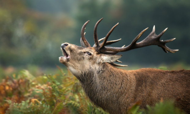 STOP A LA CHASSE DU CERF AU BRAME !