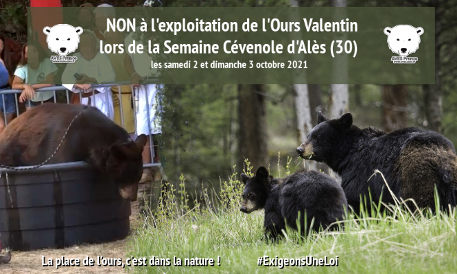 Non à la présence d'un montreur d'ours à la semaine Cévenole d'Alès les 2 et 3 octobre 2021