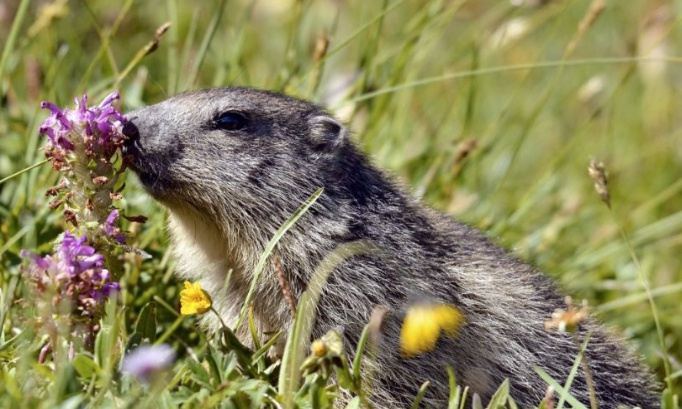 Sauvons les Marmottes