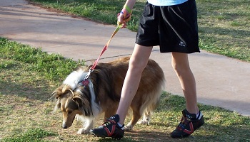 Il faut responsabiliser les propriétaires de chiens du lotissement des Pyrénées !