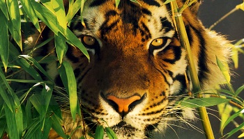 Laissons les vivre en paix dans leur contexte !