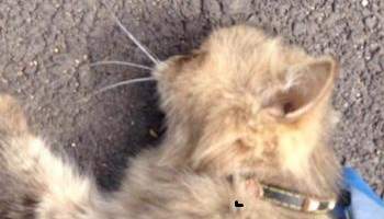 Prendre en considération la maltraitance animale