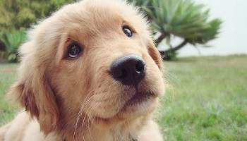 Que cesse la maltraitance animale à la Réunion !