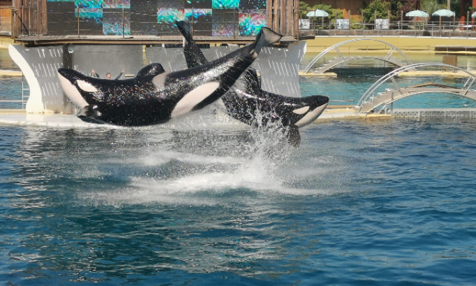 Non  &agrave; la cr&eacute;ation de santuaires pour les orques du marineland d antibes