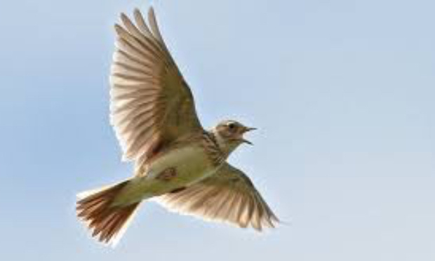 CONTRE LES AUTORISATIONS DE BRACONNAGE DECIDEES PAR LE PRESIDENT MACRON