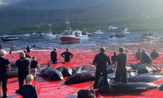 Que le massacre des dauphins des îles Féroé soit interdit définitivement !