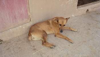 Donnons à manger aux animaux de rue