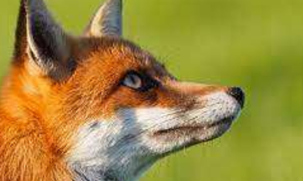 Non à l'abattage des 1700 renards dans l'Oise