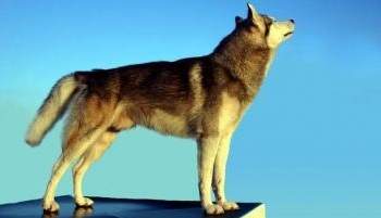 Le respect de l'animal