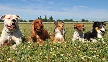 Rendez-moi mes chiens