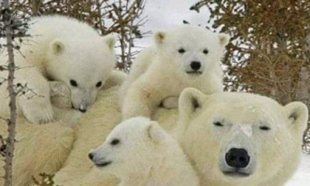 Les animaux disparaissent, il faut les sauver !