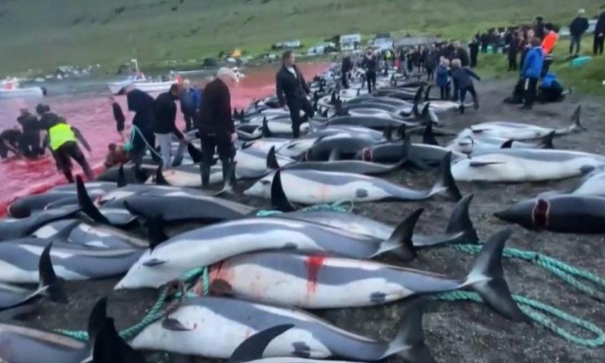 Condamnons les mangeurs de dauphins : Stoppons ce massacre !
