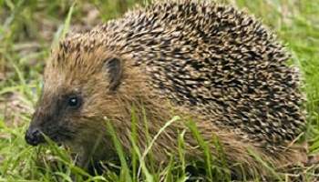 N'écrasez plus les hérissons et les animaux sur la route pour gagner 5 minutes