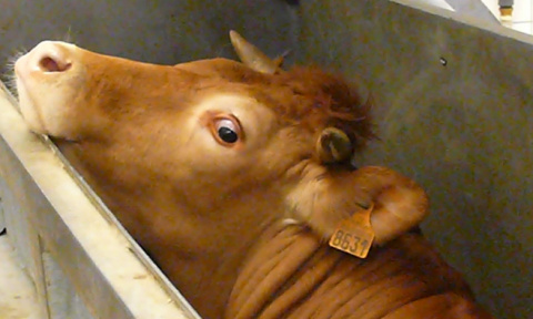 Sauvez les animaux de l'abattoir, ils ont besoin d'aide !