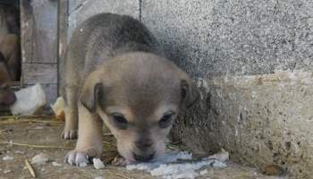 Après la Roumanie, la Bosnie