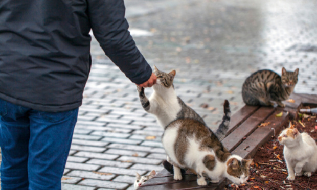 La prolifération des chats en résidence, ce fléau qui touche tout le monde