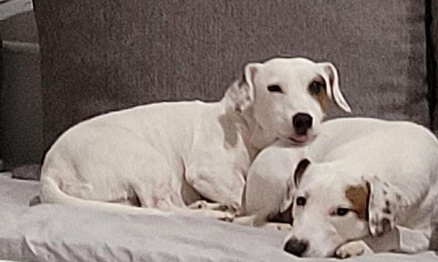 Justice exemplaire pour Eros et Neige, abattus à coups de fusil à Royères le 14 septembre 2021