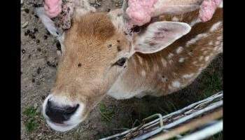 Pour la prise en charge de ces daims abandonnés
