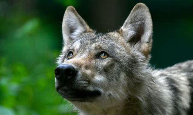 Louve assassinée à Saint-Bonnet-en-Champsaur : il est temps de réagir !