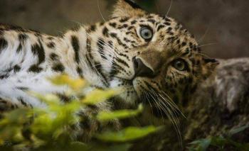 Pour que le Zoo de Mulhouse retire ses aliments pleins d'huile de palme de ses roulottes !