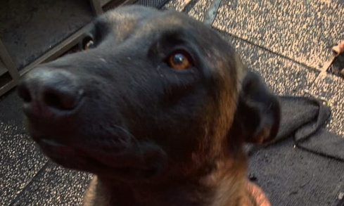 Rendez-moi mon animal de compagnie Bastos