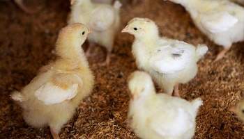 Arrêt de massacre des poussins pour faire des oeufs