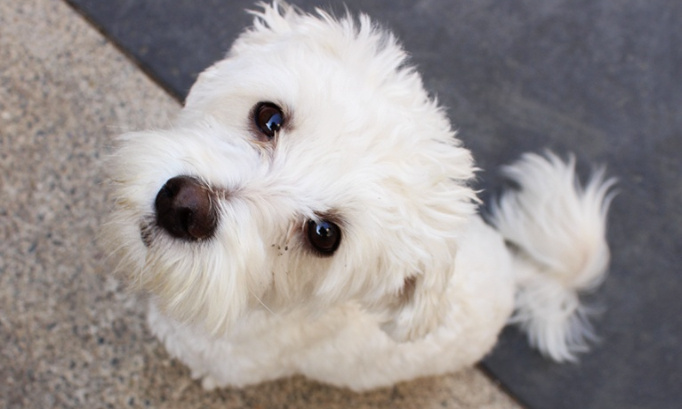 Justice pour le chien jeté par la fenêtre !