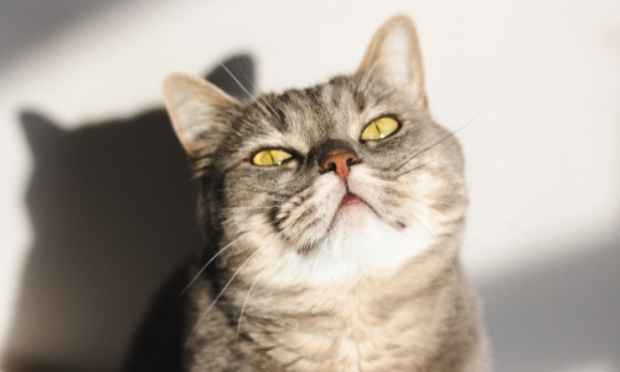 Stop aux journées adoptions des SPA du 65, traumatisantes pour les chatons et qui défavorisent les chats du Béarn.