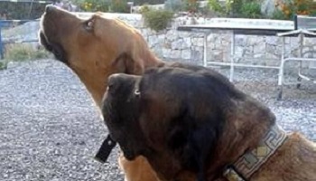 Trouvons l'auteur de l'empoisonnement cruel de Pépita et Jaguar