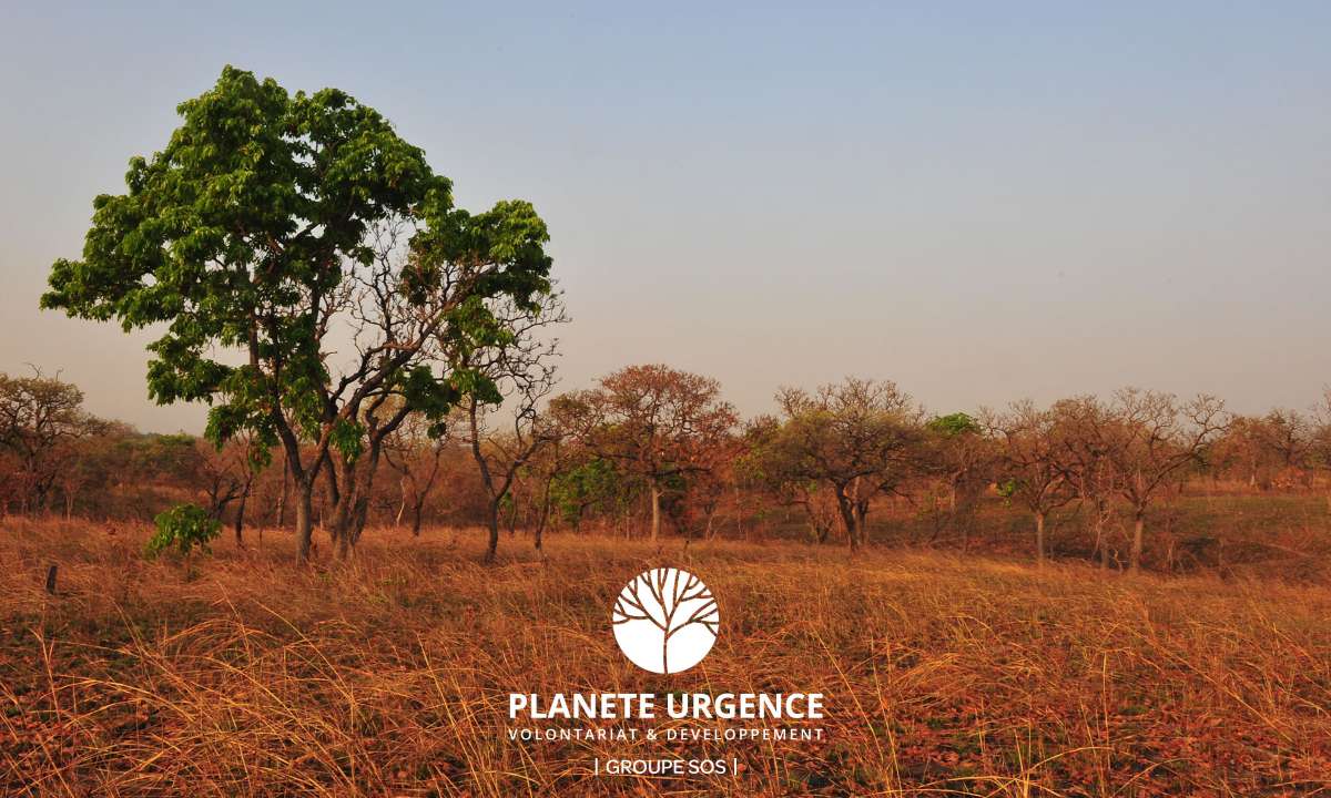 UN MONDE SANS ARBRES N’EST PAS ENVISAGEABLE !