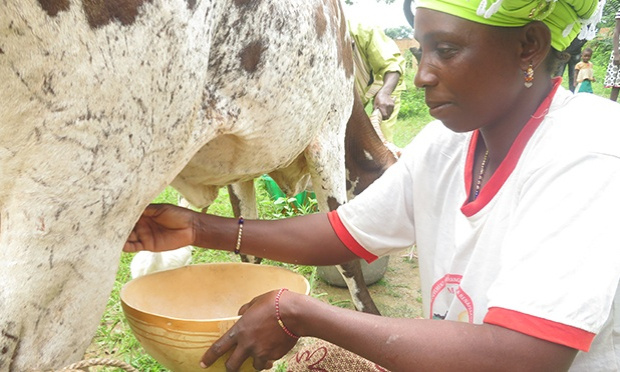 SOUTENONS LES PRODUCTEURS LAITIERS D'AFRIQUE DE L'OUEST