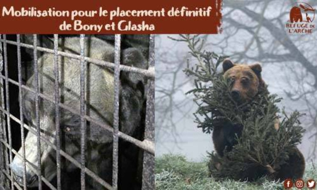 Pour le placement définitif des deux ours Bony et Glasha au Refuge de l'Arche