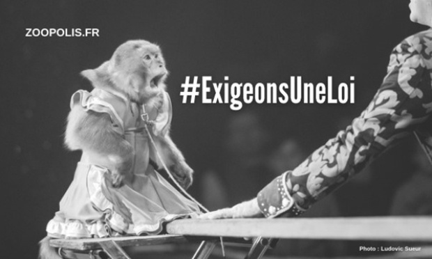 Le gouvernement doit agir dès aujourd'hui pour les animaux captifs