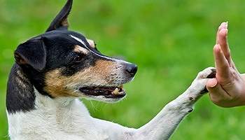 Non aux éleveurs canin ou félin, que ce ne soit plus un métier !