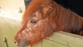 Traitez ces chevaux avec humanité