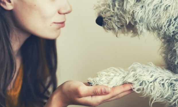 URGENCE POUR TEDY LE CHIEN