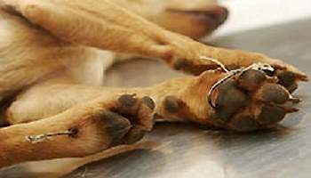 Des mesures de préventions et des sanctions contre la pêche aux appâts vivants.