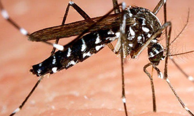 Le moustique tigre sur Valence : nous demandons un plan d’urgence de la ville !