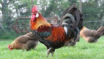 Retrait ou confinement des animaux