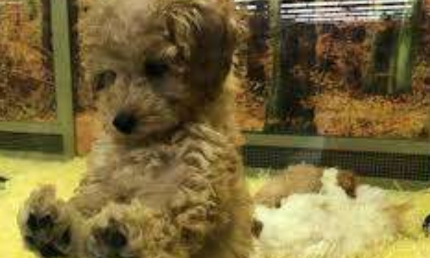 Pour la fin du Salon du Chiot à Thonon-Les-Bains