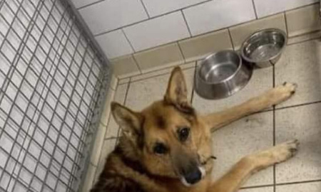 L’EUTHANASIE DE COMPLAISANCE TUE LA PROTECTION ANIMALE !