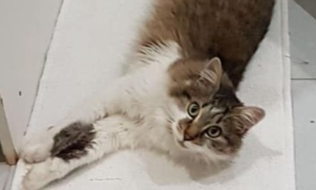 Disparitions anormales et assassinats de chats par poison et par balles dans l’aube !