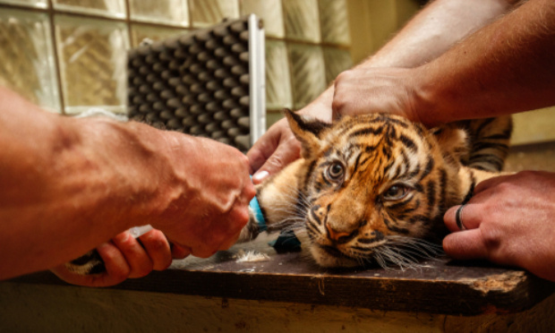 COVID19 : Non à la vaccination des animaux