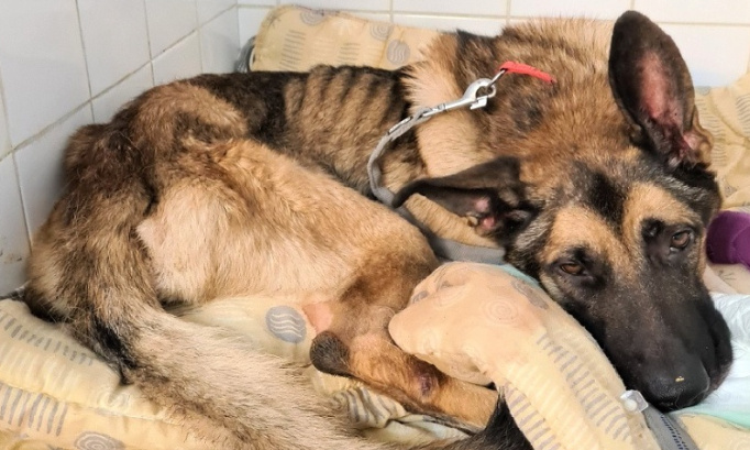 Justice pour Ozzy,  Berger allemand squelettique !